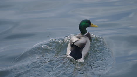 Male-Mallard-Duck-Swimming-On-Pond