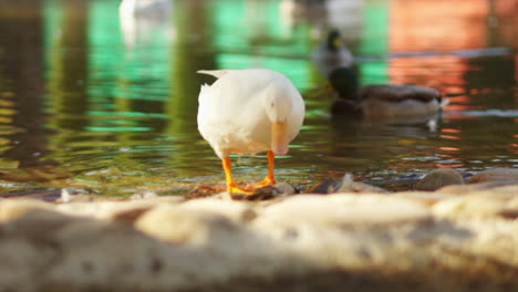 Beautiful-white-Mallard-Duck-wading-in-city-park-pond,-slow-motion-closeup