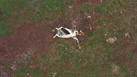 Dead-cattle-carcasses-in-remote-pasture-fields,-agricultural-problems,-aerial