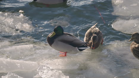 Male-and-Female-Mallard-Ducks-Standing-On-The-Pond-Covered-With-Ice---slow-motion