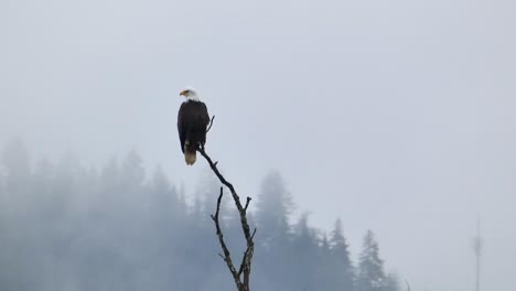 Bald-eagle-perched-on-a-tree-top-with-tress-and-moving-clouds-in-background