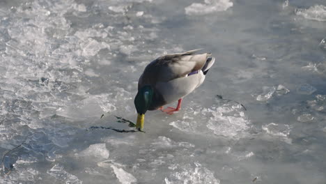 Portrait-Of-Male-Mallard-Duck-Grazing-On-The-Snow---static-shot