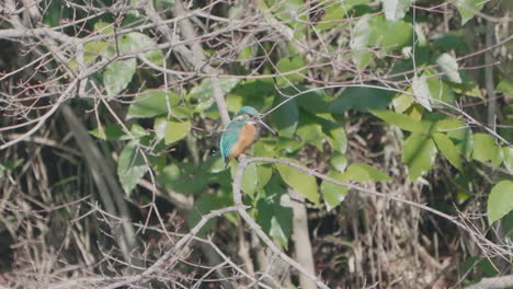 Side-View-Of-A-Common-Kingfisher-Resting-On-A-Tree-Branch-In-The-Woods-In-Tokyo,-Japan---low-angle-shot