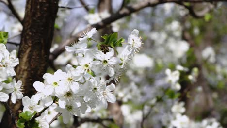 Slowmotion-of-bees-polinating-white-blossom-tree-in-the-spring-time