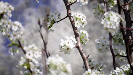 Wild-pear-tree-blossoms