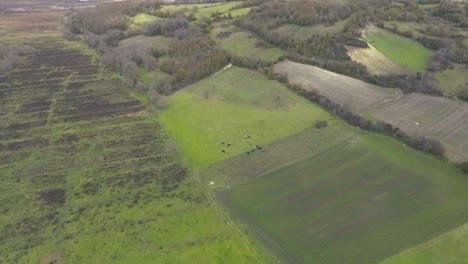 Vacas-Pastando-En-Un-Campo-Lejos-De-Imágenes-De-Drones