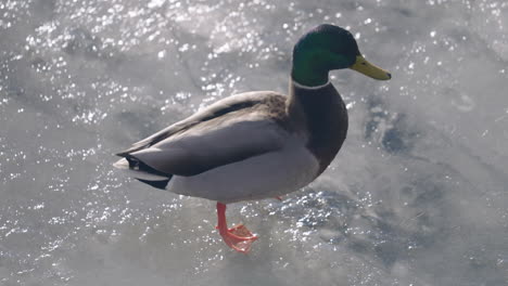 Funny-Male-Mallard-Duck-Walks-On-Ice-In-A-Cold-Winter-Day---Close-up