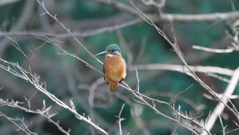 Common-Kingfisher-Perching-On-Twig-Of-A-Bare-Tree-In-Tokyo,-Japan---close-up