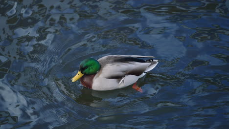Close-up-Of-Male-Mallard-Duck-With-Stunning-Color-Swimming-In-A-River---slow-motion