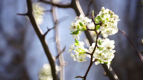Close-up-of-wild-pear-tree-blossoms