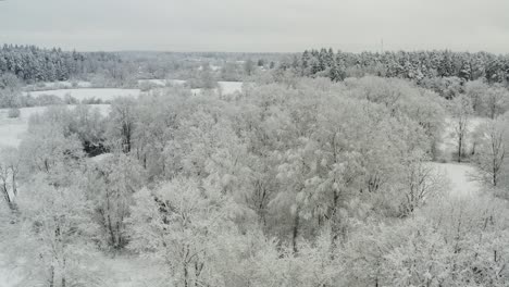 Bäume-Im-Wald-Im-Winter-Mit-Schnee-Bedeckt