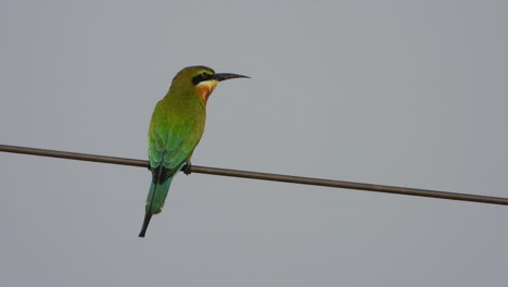 Bee-eater-waiting-for-pray-