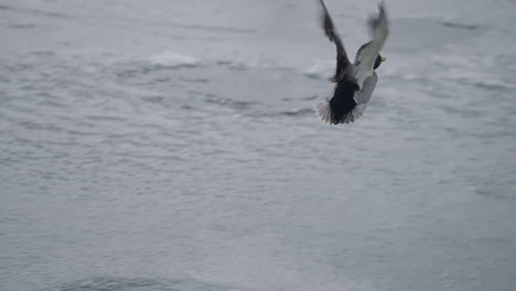 Adult-Male-Mallard-Duck-Flying-Away-From-Frozen-Lake