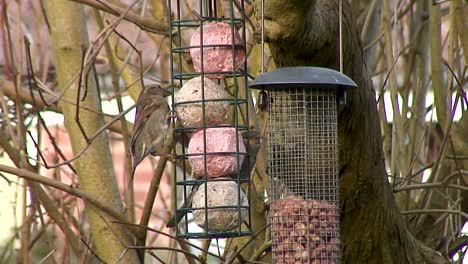 Sparrows-feeding-on-fat-balls-hanging-from-a-tree-in-a-garden-in-the-Rutland-county-town-of-Oakham