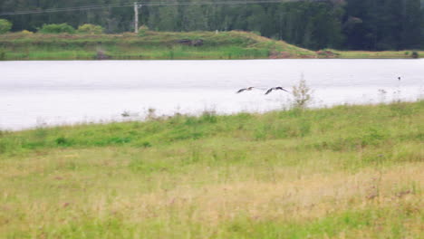 Tief-Fliegendes-Paar-Pelikanvögel-über-Einem-Ruhigen-See-Im-Hunter-Valley,-Australien