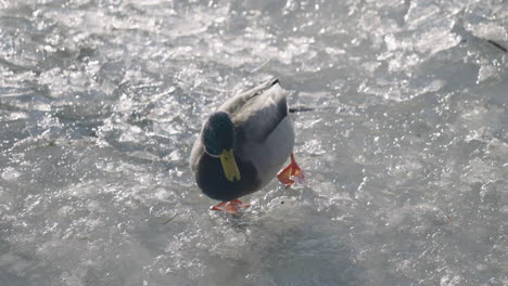 Male-Mallard-Duck-Walking-In-Melting-Ice-On-A-Sunny-Winter-Day---high-angle,-slow-motion