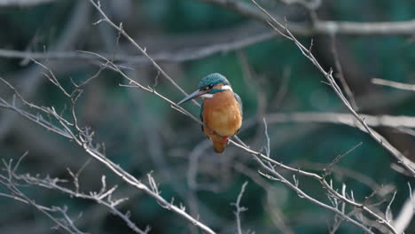 A-close-up-shot-of-a-Common-Kingfisher-standing-on-a-tree-branch-in-the-Meguro-Nature-Park-in-Tokyo,-Japan