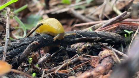 Yellow-Banana-slug-on-a-fallen-branch