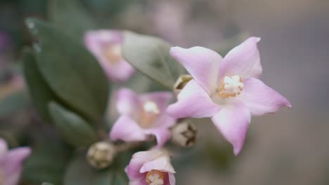 Close-Up-Of-Soft-Pink-Flowers-And-Buds-Of-Lagunaria-Plant-Blooming-In-Springtime---rack-focus,-slider-right