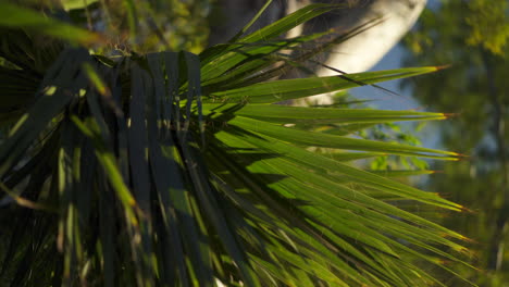 Palm-tree-leaves-rainforest-jungle-with-sunny-blue-sky-background