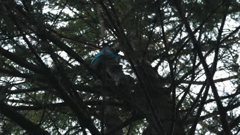 a-man-climbing-the-tree