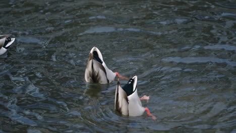 Patos-Reales-Buceando-Y-Nadando-En-El-Lago