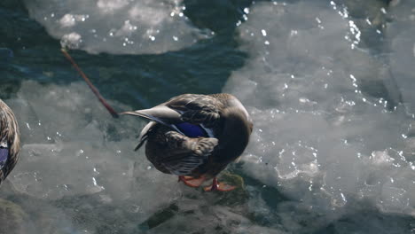 Weibliche-Stockente,-Die-Federn-Auf-Eis-Putzt,-Das-Im-See-In-Kanada-Schwimmt