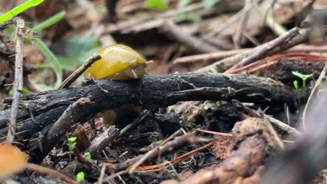 Yellow-Banana-slug-on-a-fallen-branch-peeking-out