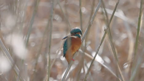 Common-Kingfisher-Clinging-On-Bush-Looking-Down-In-River-And-Waiting-To-Catch-Fish