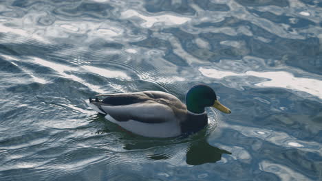 Male-Mallard-Duck-Swimming-In-Clear-Pond-Water-With-Reflection-Creating-Its-Own-Wake---high-angle-shot
