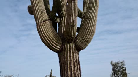 Tilt-shot-of-giant-saguaro-cactus-in-the-Phoenix-valley