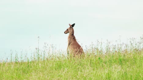 Red-Kangaroo-Standing-On-The-Grassland-In-Hunter-Valley,-NSW,-Australia---wide-shot