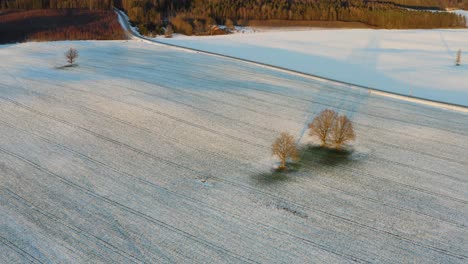 Bare-Oak-Trees-On-Snow-covered-Field-In-Winter---descending-drone
