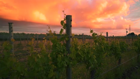 Orbiting-shot-of-a-vine-growing-up-a-wooden-pole-at-a-vineyard-during-dusk-in-Waipara,-New-Zealand
