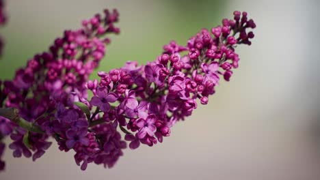 Common-Lilac-Flowers-In-Bloom-During-Summer-Spring
