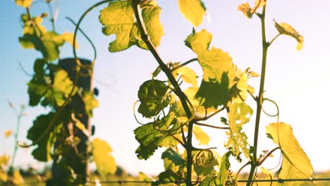 Stationary-shot-of-a-vine-bathing-in-sun-rays-during-the-day-at-a-vineyard-in-Waipara,-New-Zealand