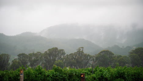 Misty-quiet-forest-and-mountain-landscape-of-Hunter-Valley,-Australia--wide