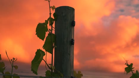 Closeup-shot-of-a-vine-growing-up-a-wooden-pole-at-a-vineyard-during-dusk-in-Waipara,-New-Zealand,-with-clouds-in-the-background