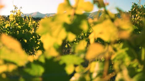Revealing-shot-of-rows-of-vines-at-a-vineyard-during-the-day-in-Waipara,-New-Zealand