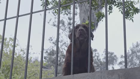Brown-dog-barking-behind-fence