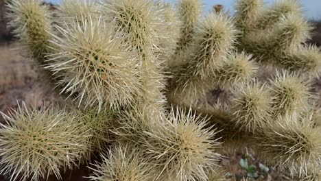 Saltando-Cholla-Cactus-En-El-Valle-De-Phoenix