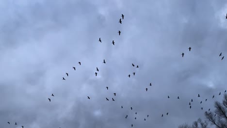 Viele-Graugänse-Fliegen-In-Zeitlupe-Am-Bewölkten-Himmel