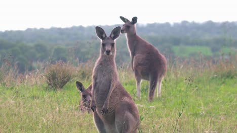 Beautiful-Australian-Kangaroos-of-Hunter-Valley