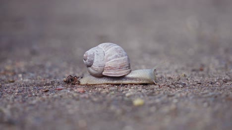 Burgundy-Snail-Crawling-On-Sand.---close-up