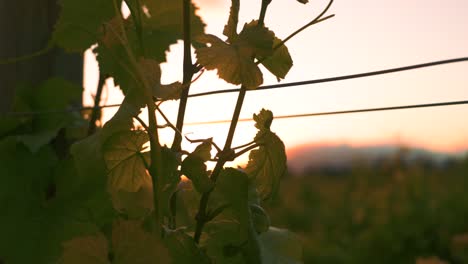 Stationary-shot-of-a-vine-with-the-sunset-behind-at-a-vineyard-in-Waipara,-New-Zealand