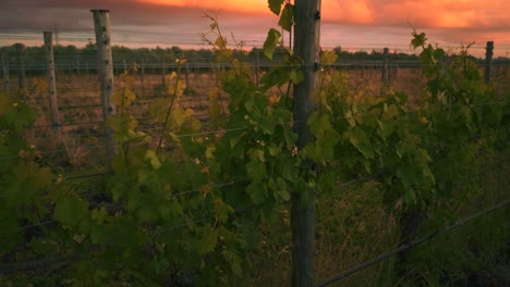 Tilting-up-shot-of-vines-at-a-vineyard-during-sunset-dusk-in-Waipara,-New-Zealand