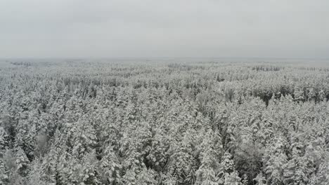 Flying-Above-Winter-Forest-On-A-Moody-Day-With-Pine-Trees-Covered-With-Snow---drone-pullback