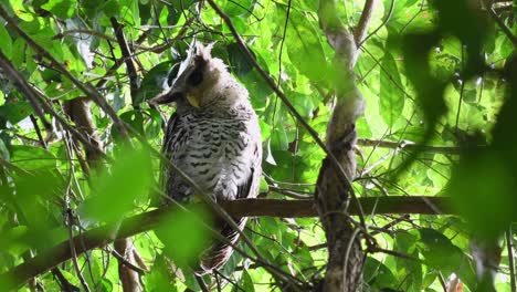 Spot-bellied-Eagle-owl,-Bubo-nipalensis,-Juvenile