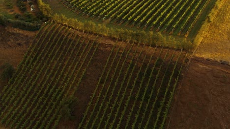 Aerial-shot-of-rows-of-vines-at-a-vineyard-during-sunset-dusk-in-Waipara,-New-Zealand