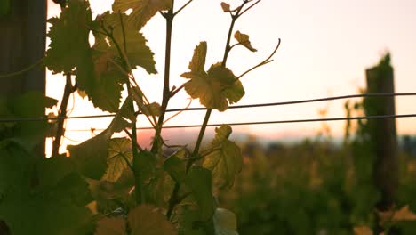 Orbiting-shot-of-a-vine-with-a-beautiful-sunset-in-the-background-at-a-vineyard-during-dusk-in-Waipara,-New-Zealand